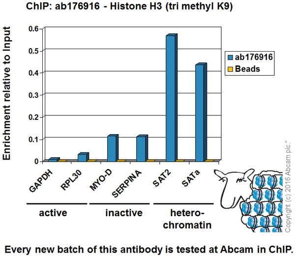 Anti-Histone H3 (tri methyl K9) antibody [EPR16601] - ChIP Grade