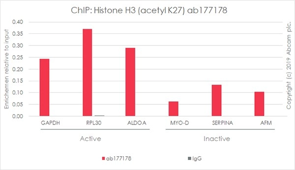 Anti-Histone H3 (acetyl K27) antibody [EP16602] - ChIP Grade