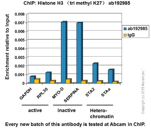 Anti-Histone H3 (tri methyl K27) antibody [EPR18607] - ChIP Grade