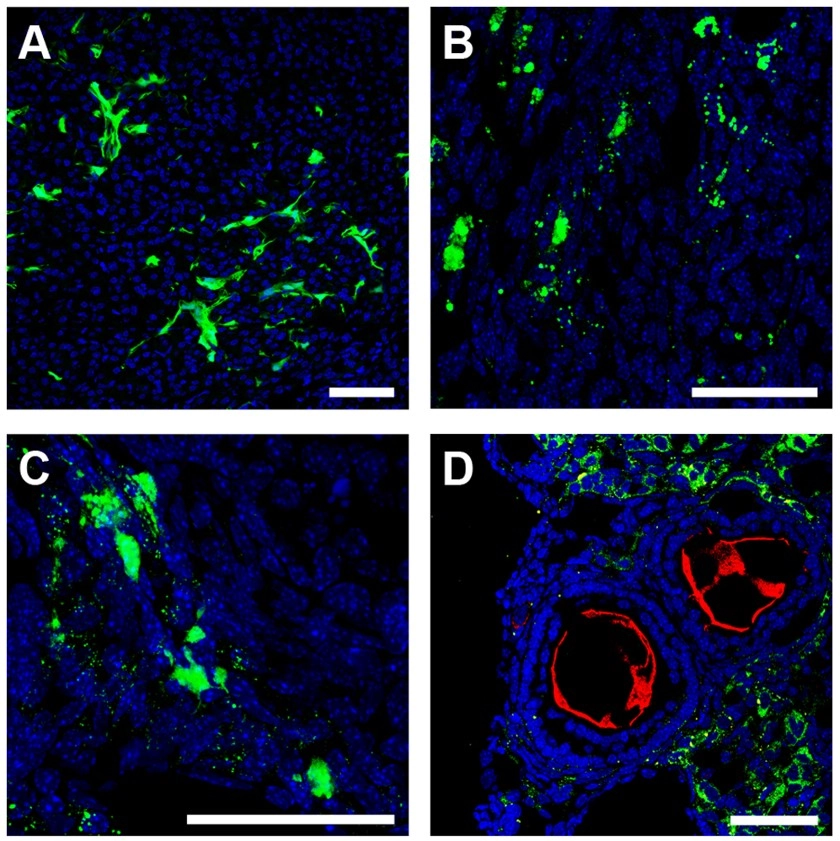 Anti-Fade Fluorescence Mounting Medium - Aqueous, Fluoroshield