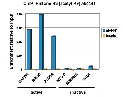 Anti-Histone H3 (acetyl K9) antibody - ChIP Grade