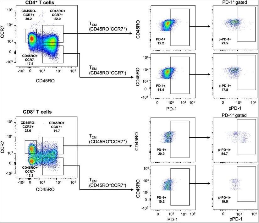 PE/Cy5® Conjugation Kit - Lightning-Link®