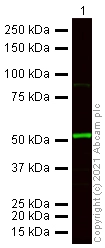Anti-Tubulin antibody [YL1/2] - Loading Control