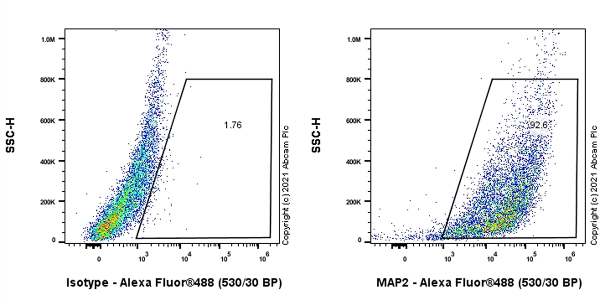 Anti-MAP2 antibody [EPR19691]