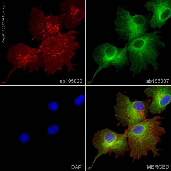 Alexa Fluor® 647 Anti-Glucose Transporter GLUT1 antibody [EPR3915](AB195020)