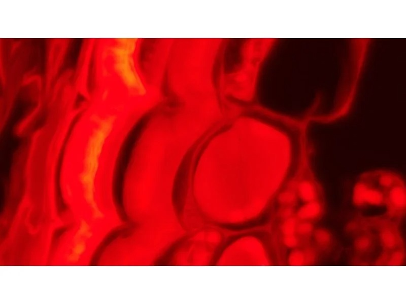Thumbnail 25