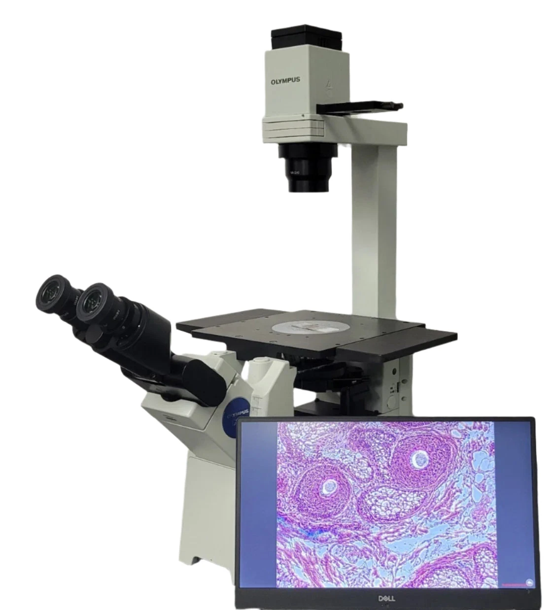 Olympus Microscope IX51 with Camera, Tilting Head &amp; Phase Contrast | Tissue Culture