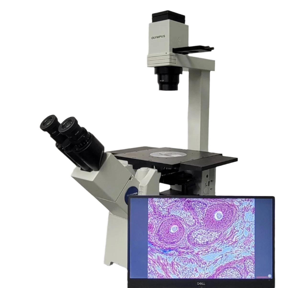 Olympus Microscope IX51 with Camera &amp; Phase Contrast | Tissue Culture