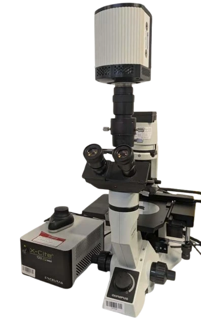 Main Image