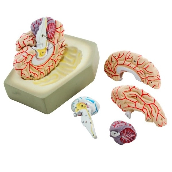 Eisco Life-Size Human Brain Model with Arteries, 8 Parts AM0019 | LabX.com