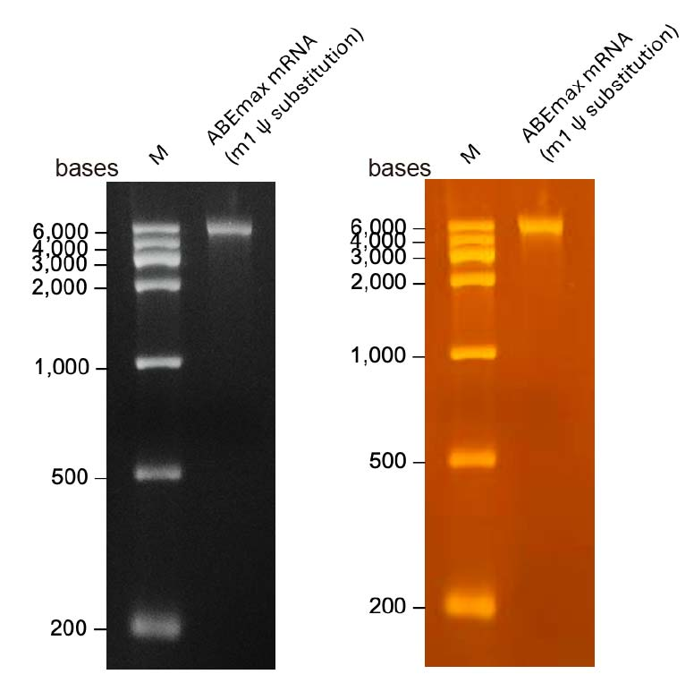 ABEmax mRNA  for Efficient A-to-G Base Editing-CRISPR-Cas9