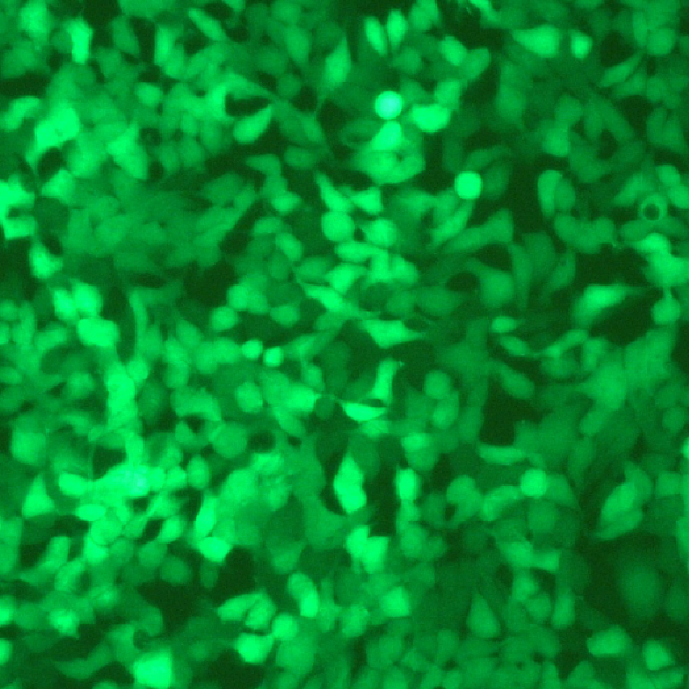 GFP mRNA (m1Ψ) for Transfection Efficiency and Gene Expression