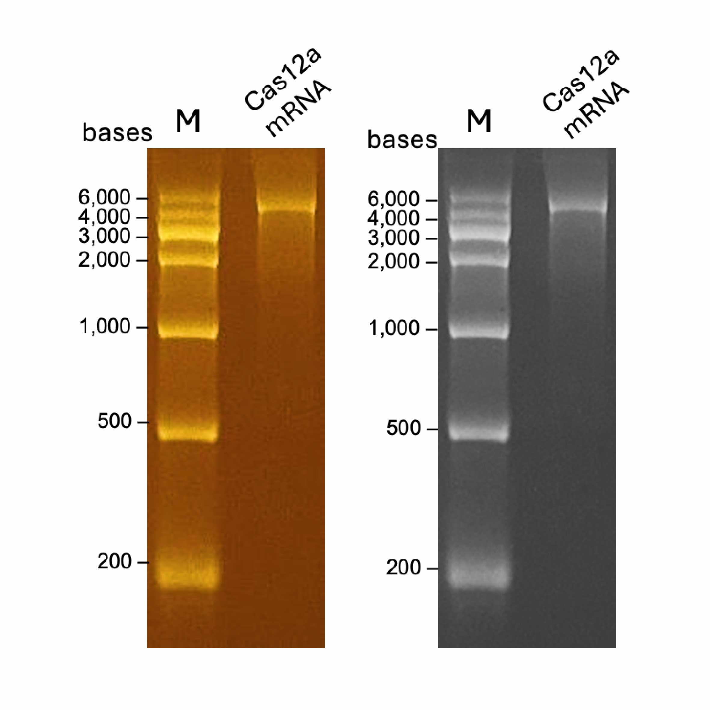 Cas12a mRNA for Efficient Genome Editing – CRISPR-Cas9