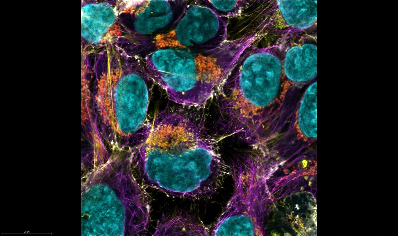 Next Generation STELLARIS Confocal Microscope