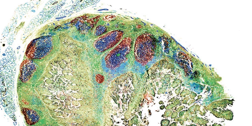 Guide to Essential Imaging Protocols